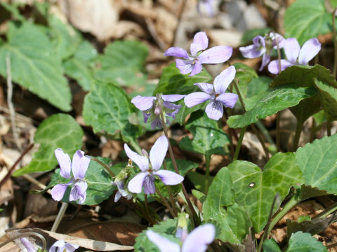 Viola japonica