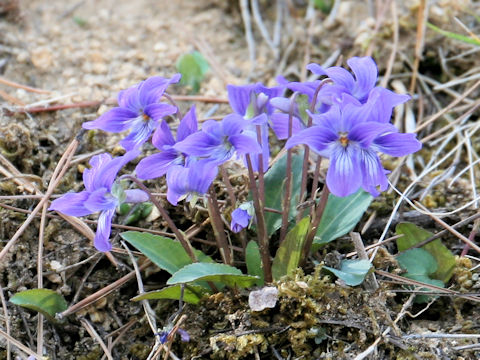 Viola japonica