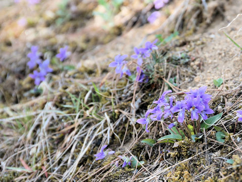 Viola japonica