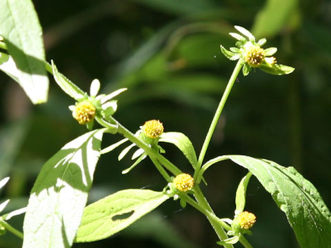 Carpesium cernuum