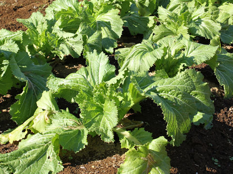 Brassica juncea var. integlifolia