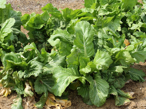 Brassica juncea var. integlifolia