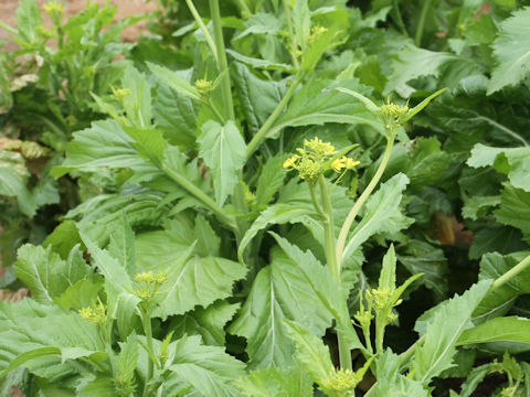Brassica juncea var. integlifolia