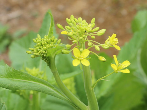 Brassica juncea var. integlifolia