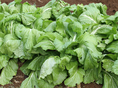 Brassica juncea var. integlifolia