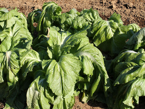 Brassica juncea var. integlifolia