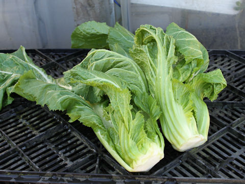 Brassica juncea var. integlifolia