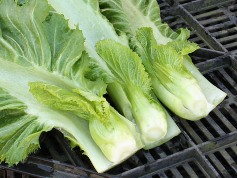 Brassica juncea var. integlifolia