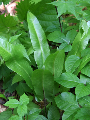 Asplenium scolopendrium