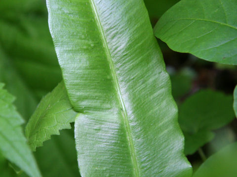 Asplenium scolopendrium