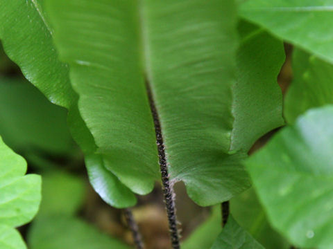 Asplenium scolopendrium