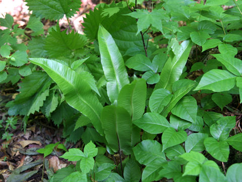 Asplenium scolopendrium