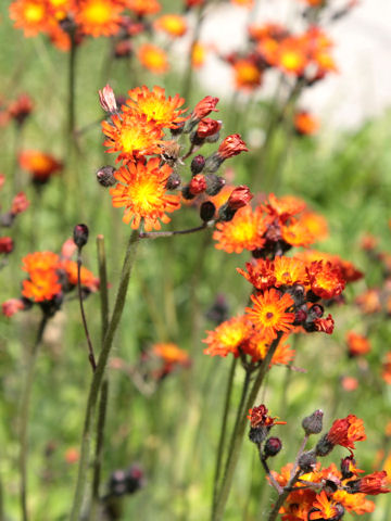 Hieracium aurantiacum