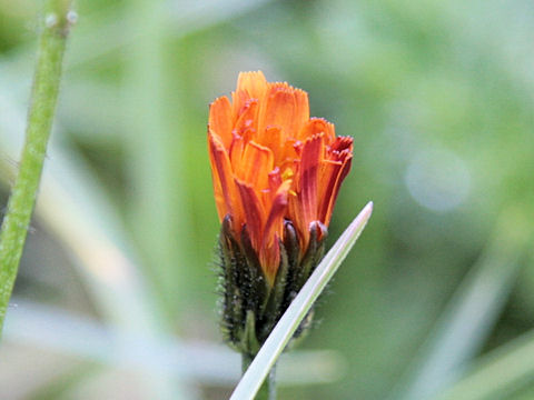 Hieracium aurantiacum