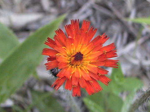 Hieracium aurantiacum