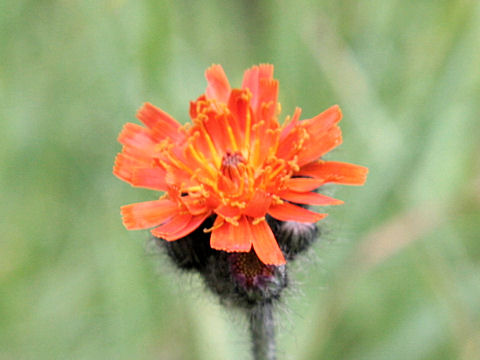 Hieracium aurantiacum