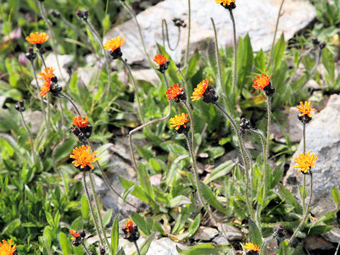 Hieracium aurantiacum