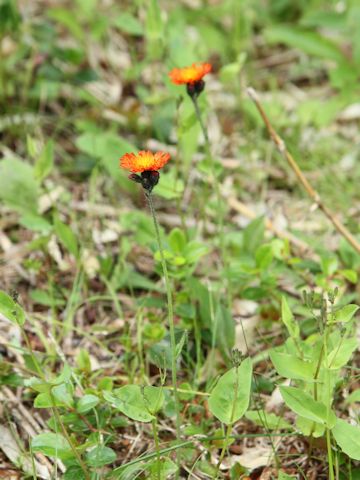 Hieracium aurantiacum