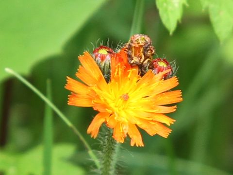 Hieracium aurantiacum