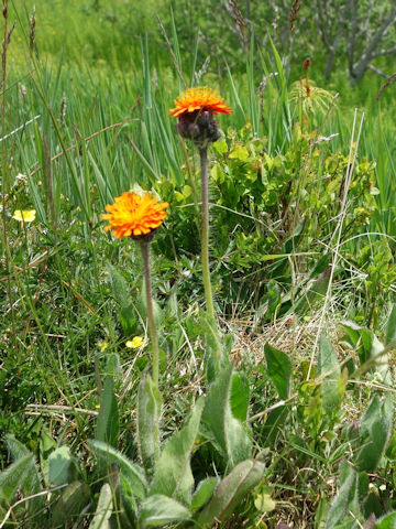 Hieracium aurantiacum