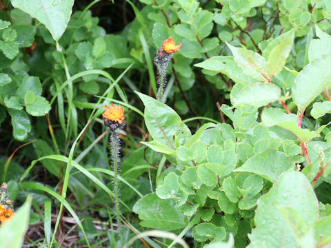 Hieracium aurantiacum