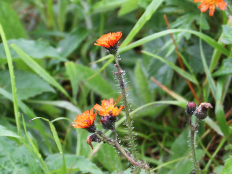 Hieracium aurantiacum