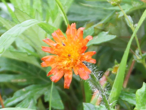 Hieracium aurantiacum