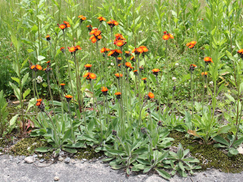 Hieracium aurantiacum