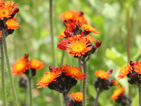 Hieracium aurantiacum