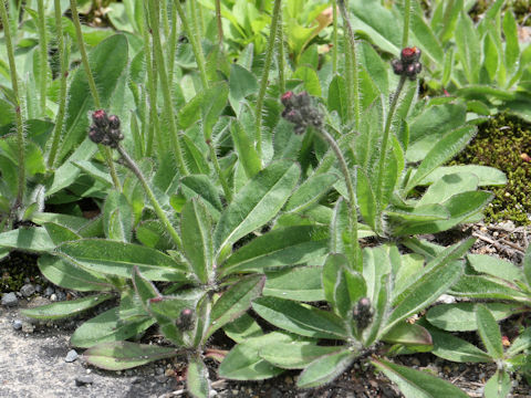 Hieracium aurantiacum