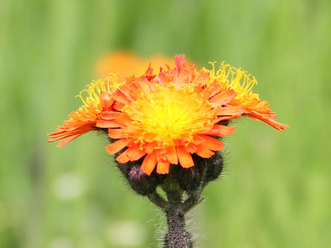 Hieracium aurantiacum