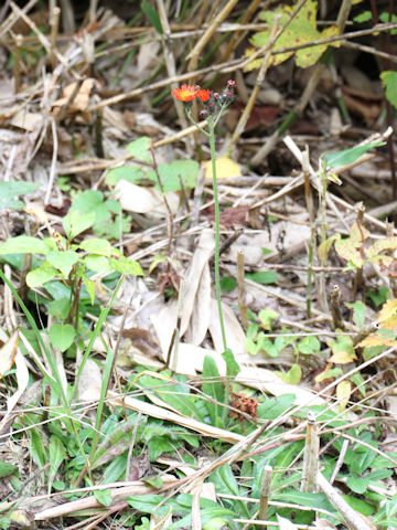 Hieracium aurantiacum