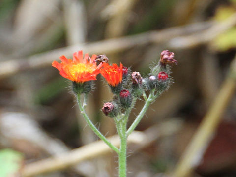 Hieracium aurantiacum