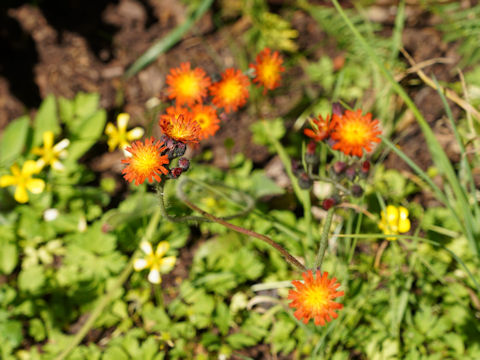 Hieracium aurantiacum