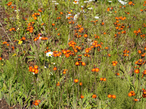 Hieracium aurantiacum