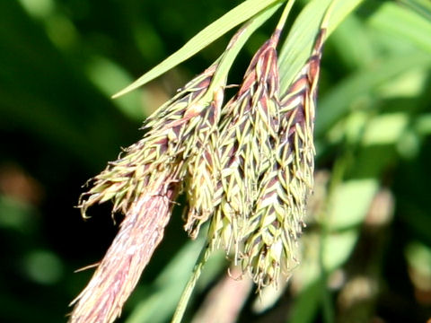 Carex doenitzii