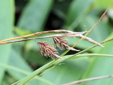 Carex doenitzii