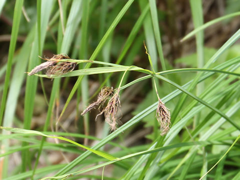 Carex doenitzii