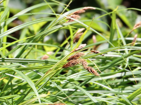 Carex doenitzii