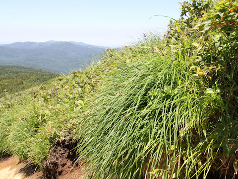 Carex doenitzii