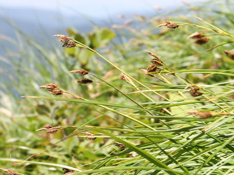 Carex doenitzii