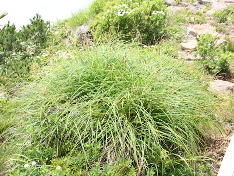 Carex doenitzii