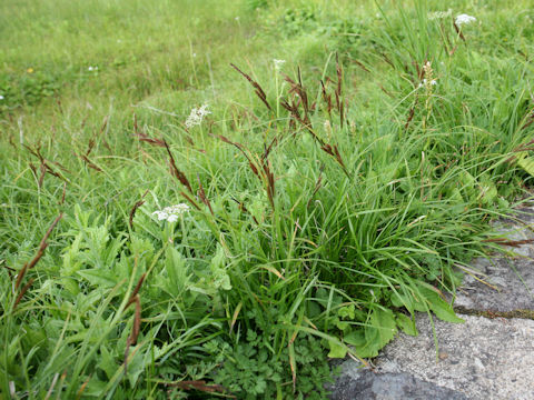 Carex doenitzii