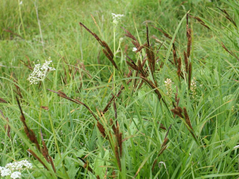 Carex doenitzii