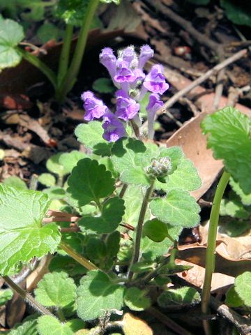 Scutellaria indica var. parvifolia