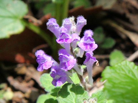 Scutellaria indica var. parvifolia