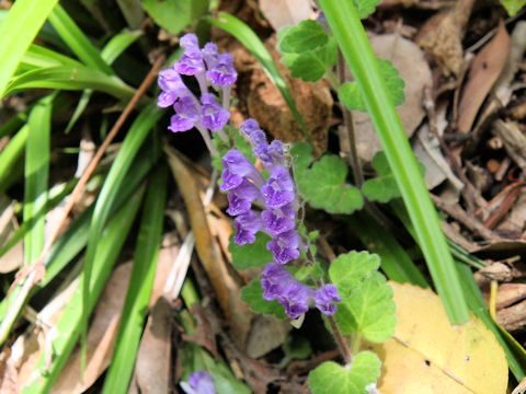 Scutellaria indica var. parvifolia