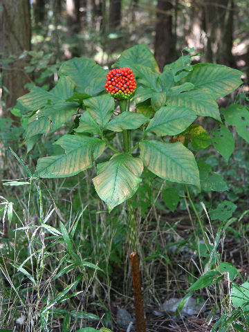 Arisaema peninsulae