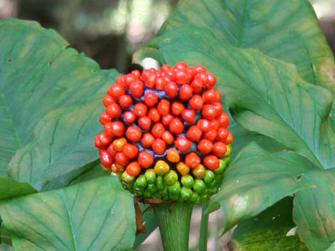 Arisaema peninsulae