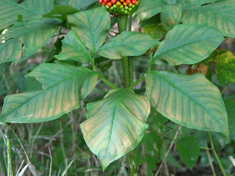 Arisaema peninsulae